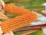 Гибрид кукурузы Семена кукурузы Канадские насіння кукурудзи