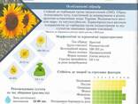 Гибриды подсолнечника, отечественной селекции и импорт. - фото 3