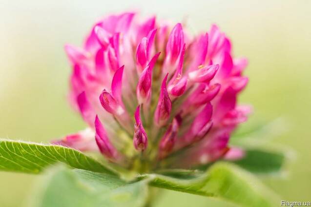 Гидролат Клевера 1 литр