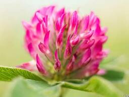 Гидролат Клевера 1 литр