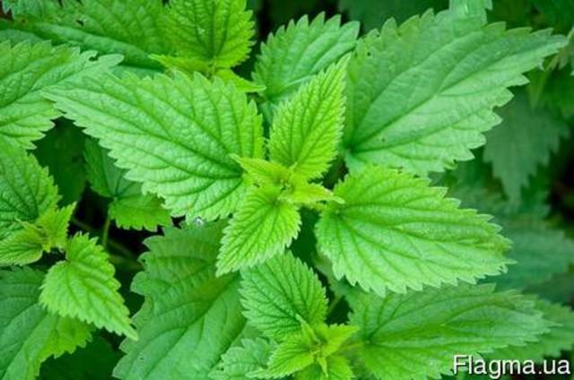 Гидролат Крапивы, 1 л