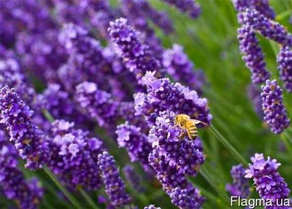 Гидролат лаванды, 1 литр