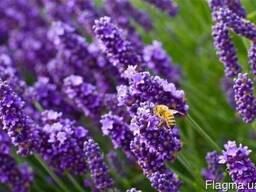 Гидролат лаванды, 1 литр