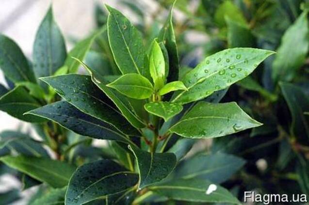 Гидролат Лавра, 1 литр