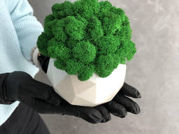 Гипсовое кашпо со мхом MiNature Moss ягель норвежский