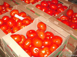 Гофролоток под томат на 5-6 кг