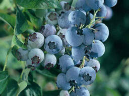 Голубика "Блюголд" 1 летняя, конт. P9