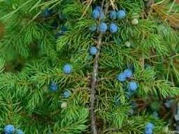 Голубика дикорастущая замороженная