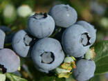 Голубика "Блюголд" 1 летняя, конт. P9 - фото 3