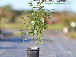 Голубика "Река" 1 летняя, конт. P9