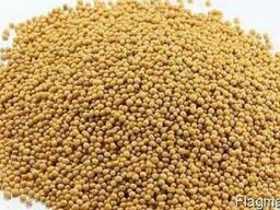 Горчица белая на сидерат