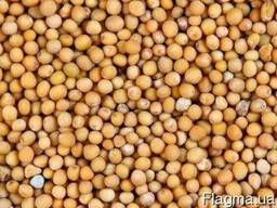 Горчица белая семена