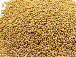 Горчица белая семена гірциця сидерат от 200кг