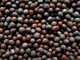 Горчица черная семена