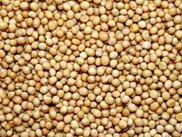 Горчица Запорожанка 1-я репродукция