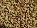 Горчица желтая mustard yellow Brassica juncea seeds - фото 3