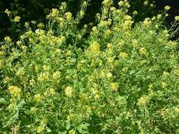 Горчица желтая, семена