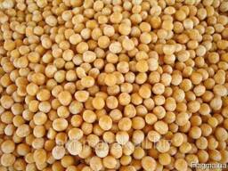 Горох желтый