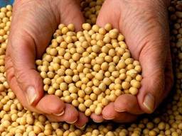 Господарство реалізує сою - 30 тонн