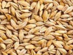 Господарство реалізує ячмінь