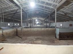 Продам свиноферму з повним циклом виробництва