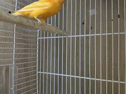 Готовые мальчики и девочки для размножения и просто для души