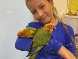 Говорящий попугай, ручной попугай, попугай аратинга выкормышь