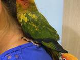 Говорящий попугай, ручной попугай, попугай аратинга выкормышь - фото 1