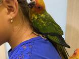 Говорящий попугай, ручной попугай, попугай аратинга выкормышь - фото 3