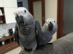 Говорящий попугай Жако. Ручная птицаДоставка по Украине