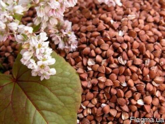 Гречиха Антария 1 Репродукт