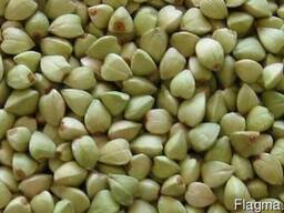 Гречка зелена, крупа гречана зелена