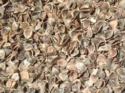 Гречневая шелуха (гречневая лузга)