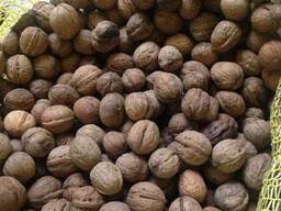 Продам орех для боя