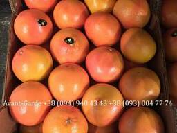 Грейпфрут оптом (Турция). Лучшее предложение в Украине.