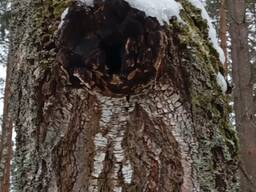 Чага (гриб березовый), березовая губка, трутовик настоящий..