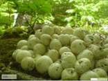 Купить Гриб веселка(2022 свежий, лесной. )сосновые шишки, гриб чага купить Украина - фото 1