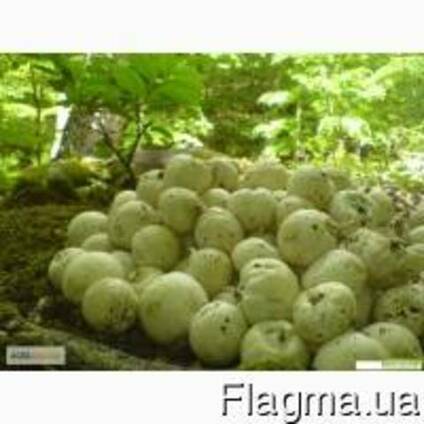 Купить Гриб веселка(2022 свежий, лесной. )сосновые шишки, гриб чага купить Украина