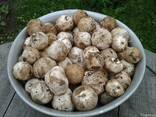 Купить Гриб веселка, сосновые шишки(настойка готовая), гриб чага купить Украина