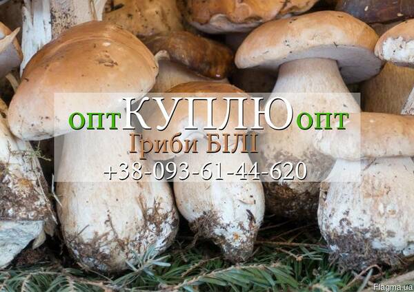 Гриби білі свіжі