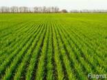 Гумат калия усиленная подкормка пшеницы, ячменя и ткд.