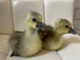 Гусята: Большая серая, Линда. Легарт. Мамут. Шипун качка.