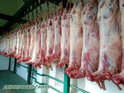 Halal Meat Mutton and Lamb wholesale export/ Халяль Баранина оптом на экспорт