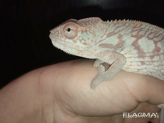 Хамелеон пантеровый. Furcifer Pardalis.