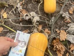 Гарбуз не великий, свіжий