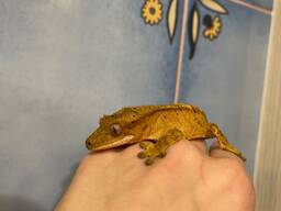 Гекон бананоїд різні морфи