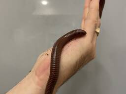 Гігантський ківсяк