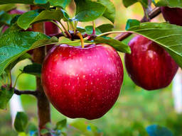 Хим обработка сада от болезней и вредителей.