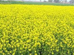 Горчица желтая 500 г - Семена медоносов