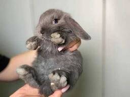 Голландський мікро кролик, кролик баранчик та інші